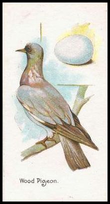 45 Wood Pigeon
